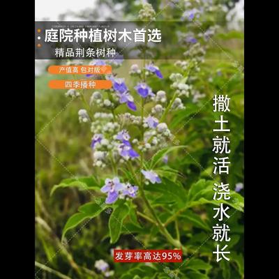 新黄荆条种子荆条树种子蜜源植物荆条花种子杜荆柴黄金子灌木种子