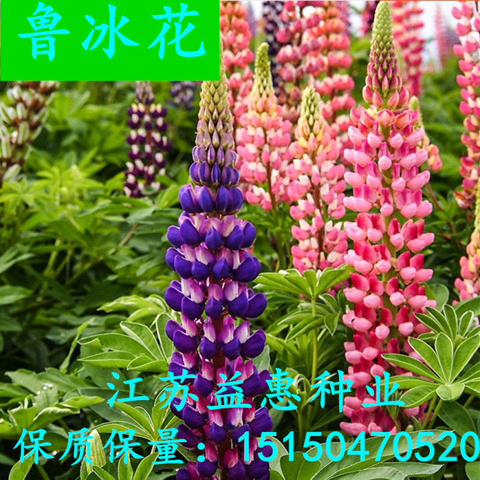 鲁冰花种子混色羽扇豆种子四季种多年生植盆栽阳台庭院花种籽包邮