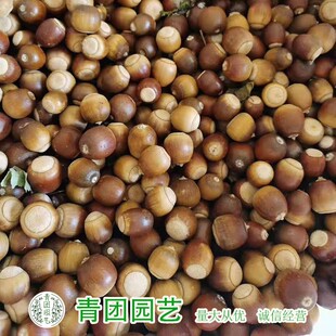 橡树种子青冈栎种麻栎种象树种橡籽美国红橡红栎树柞树娜塔栎种籽