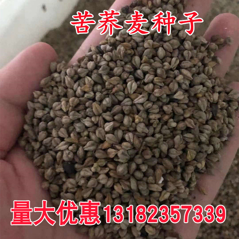 荞麦种子 别称甜荞、乌麦、三角麦、花荞、荞子 阳台绿色食品种籽