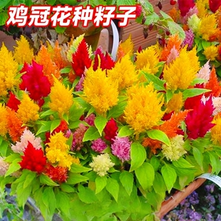 鸡冠花种籽子凤尾花苗盆栽网红草庭院室外好养活四季播种开花种子