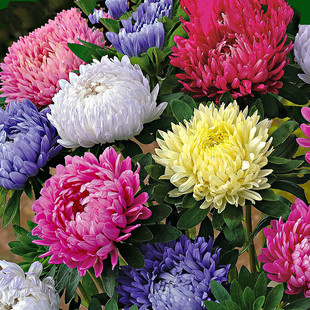 翠菊四季种易活种籽花种子冬天种花卉种子冬季室外好栽种花籽