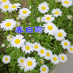 白菊花种子价格 白菊花种子图片 星期三