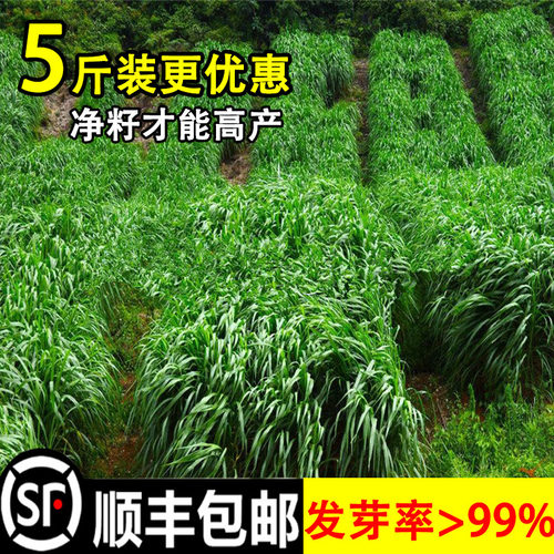 黑麦草种籽子种四季多年生牧草种子耐寒畜牧养殖草种喂猪牛羊鱼草