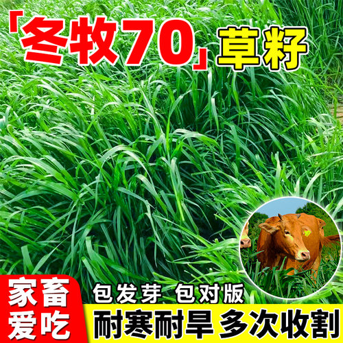 高产冬牧70黑麦草种籽四季常青多年生牧草耐寒草籽养殖禽畜草种子