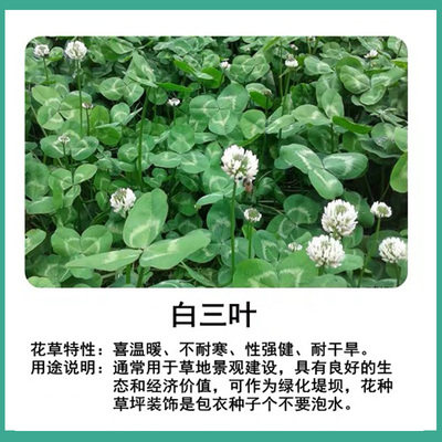 草种子绿植别墅庭院园林绿化别墅
