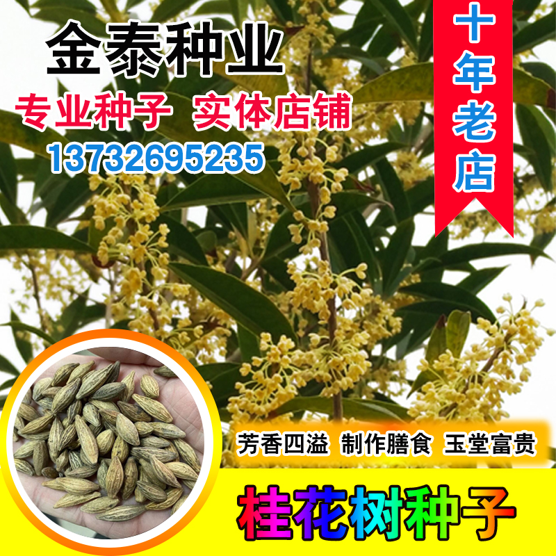 桂花种子八月桂四季盆栽沉香桂金桂朱砂桂秋季丹桂桂花树种籽包邮