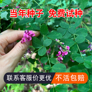 护坡灌木胡枝子种子刺槐紫穗槐树种子洋槐胡桑子银合欢猪屎豆木豆