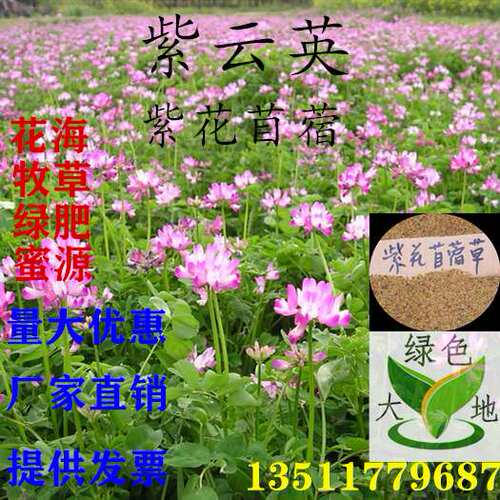 红花苜蓿价格 红花苜蓿图片 星期三