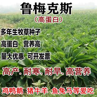 鲁梅克斯种子高产耐寒牧草种子进口优质草籽牛羊猪鸡鸭鹅鱼食用草
