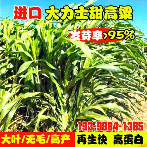 进口美国大力士甜高粱种籽子四季多年生高丹王牧草养殖牛羊鱼草籽