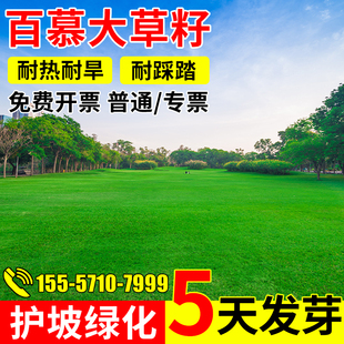 矮生百慕大草籽四季常青耐践踏草皮草籽绿化草坪种子足球场草种籽