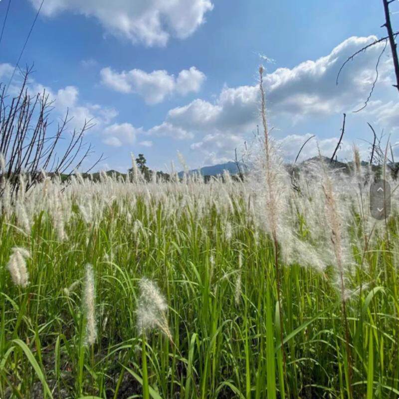 白茅草种子坟头山坡绿化针茅白毛草长镰草响铃草根种籽四季播易活