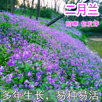 二月兰花种子四季种易活花籽多年生宿根诸葛菜种子秋播耐荫耐寒