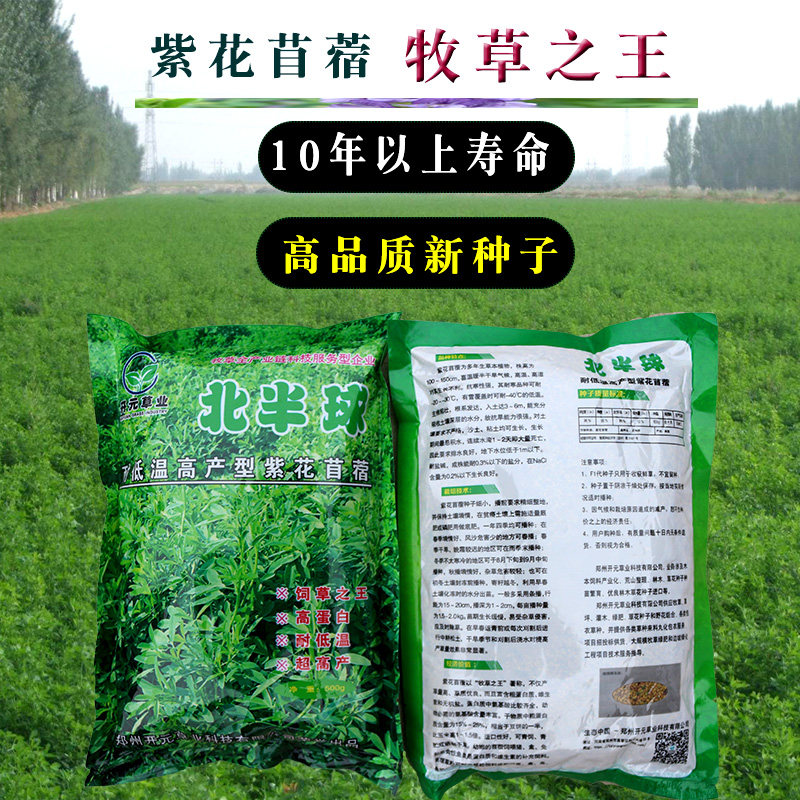 紫花苜蓿草种子 多年生四季牧草草籽种籽鸡鸭鹅菜猪牛羊 鱼草种籽