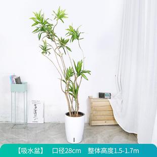 百合竹大盆栽落地老桩拍真花卉厅客绿植室内大型植一物