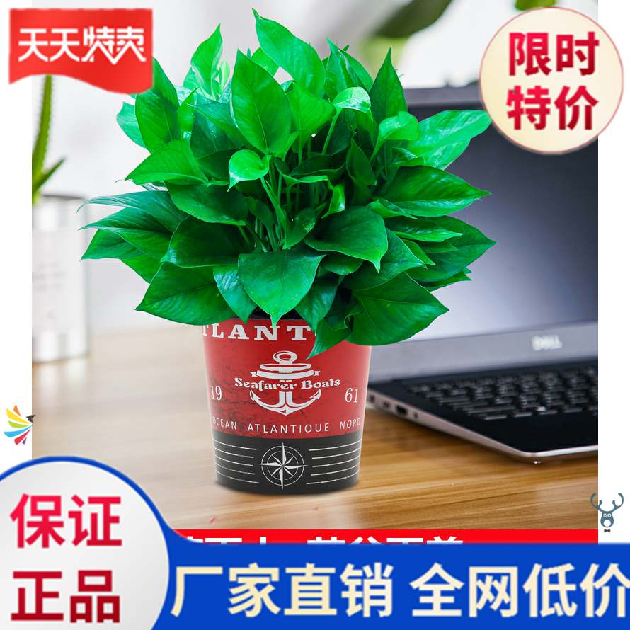 适合室内的盆栽物绿色植物房间好养桌面绿化水养办公