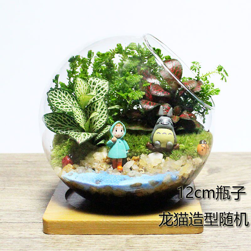 瓶中植物价格 瓶中植物图片 星期三