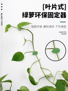 绿箩固定树叶型绿萝爬墙绿植固定器室内客厅固定爬上墙背胶