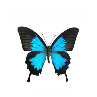 进口真蝴蝶标本均为不展翅天堂凤蝶凤蝶尤利西斯三角袋包装A1/A-