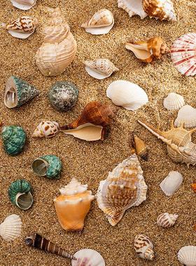 天然贝壳海螺珊瑚鱼缸装饰品拍摄道具工艺品微景观地中海海星摆件