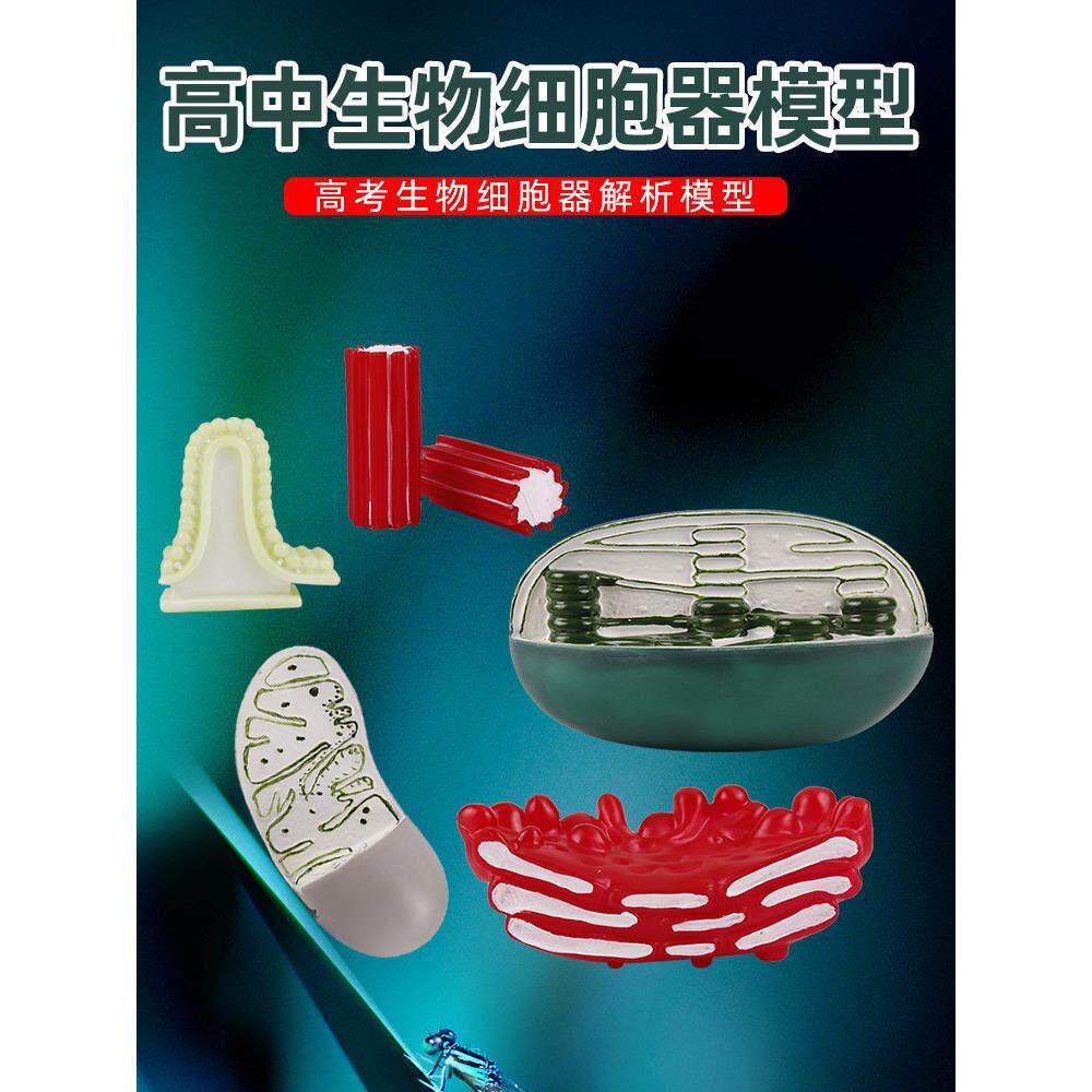 细胞器结构模型电镜下细胞的形态、结构演示教学教具线粒体叶绿体高尔基体中心体高中生物模型 - 实物图
