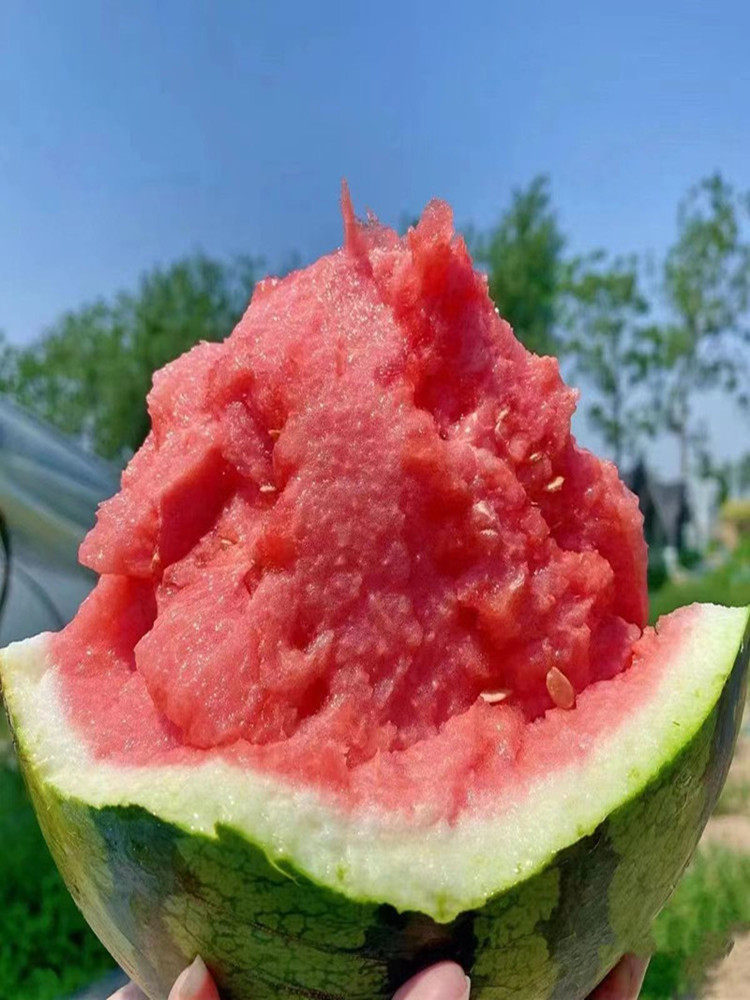 江西农家自种当季时令水果西瓜红小玉麒麟瓜现摘现发露天皮薄肉多