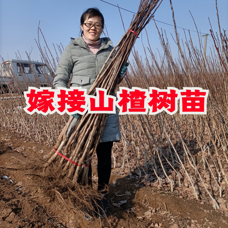 山楂活树苗嫁接大金星五棱棉球甜红子红花南北方盆栽地栽矮化结果