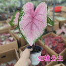 草莓茹雪 彩叶芋盆栽 夏日微风 白色恋人 孔雀开屏 绿植观叶植物