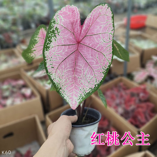 绿植观叶植物 彩叶芋盆栽 草莓茹雪 白色恋人 孔雀开屏 夏日微风