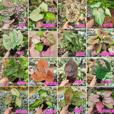 绿植观叶植物 彩叶芋盆栽 草莓茹雪 白色恋人 孔雀开屏 夏日微风