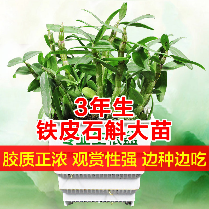木桩铁皮石斛苗枫斗石斛盆栽霍山米斛苗枫斗苗原产地基地直发带根