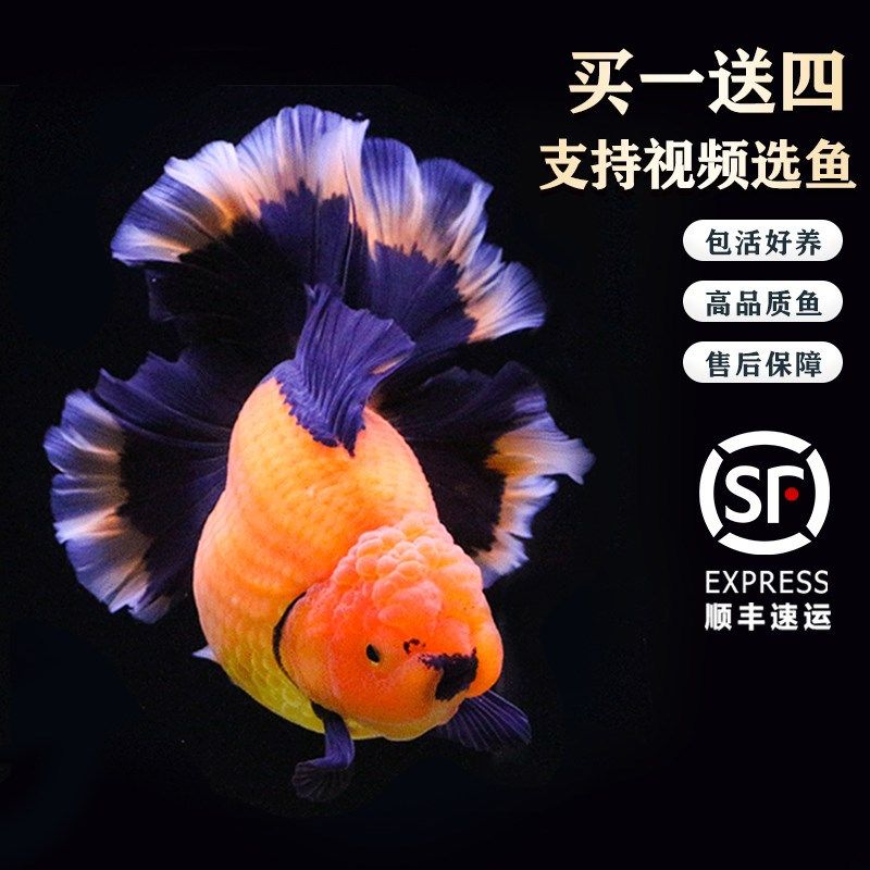 进口百褶裙精品泰狮f1金鱼活体观赏鱼原泰冷水新手招财活鱼渔场