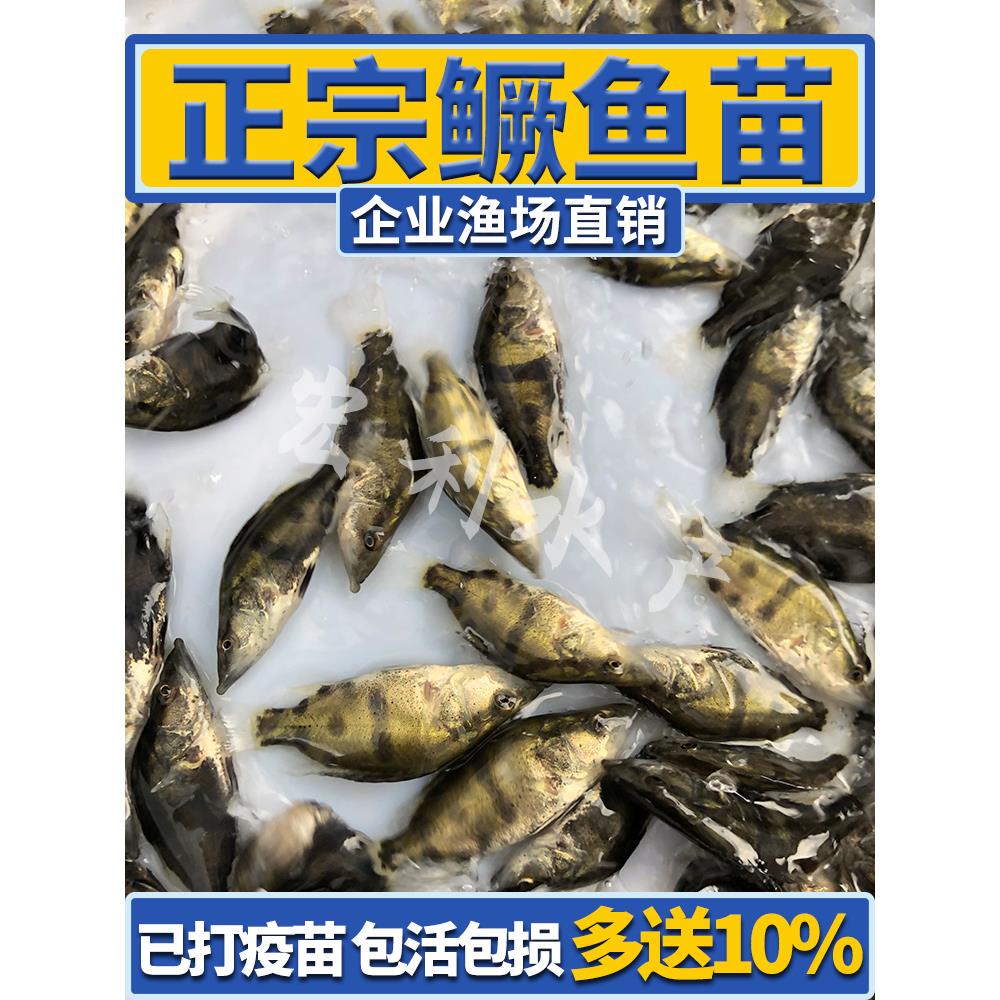 鳜鱼苗桂花鱼苗淡水养殖食用翘嘴鳜大眼鳜斑鳜鱼肉食活体鲈鱼鱼苗 节庆用品/礼品 路引 原图主图