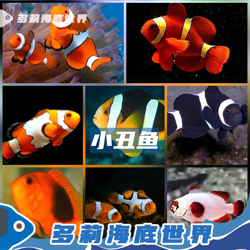 公子小丑鱼尼莫人工双带全黑背心澳黑白金毕加索海水活体观赏鱼