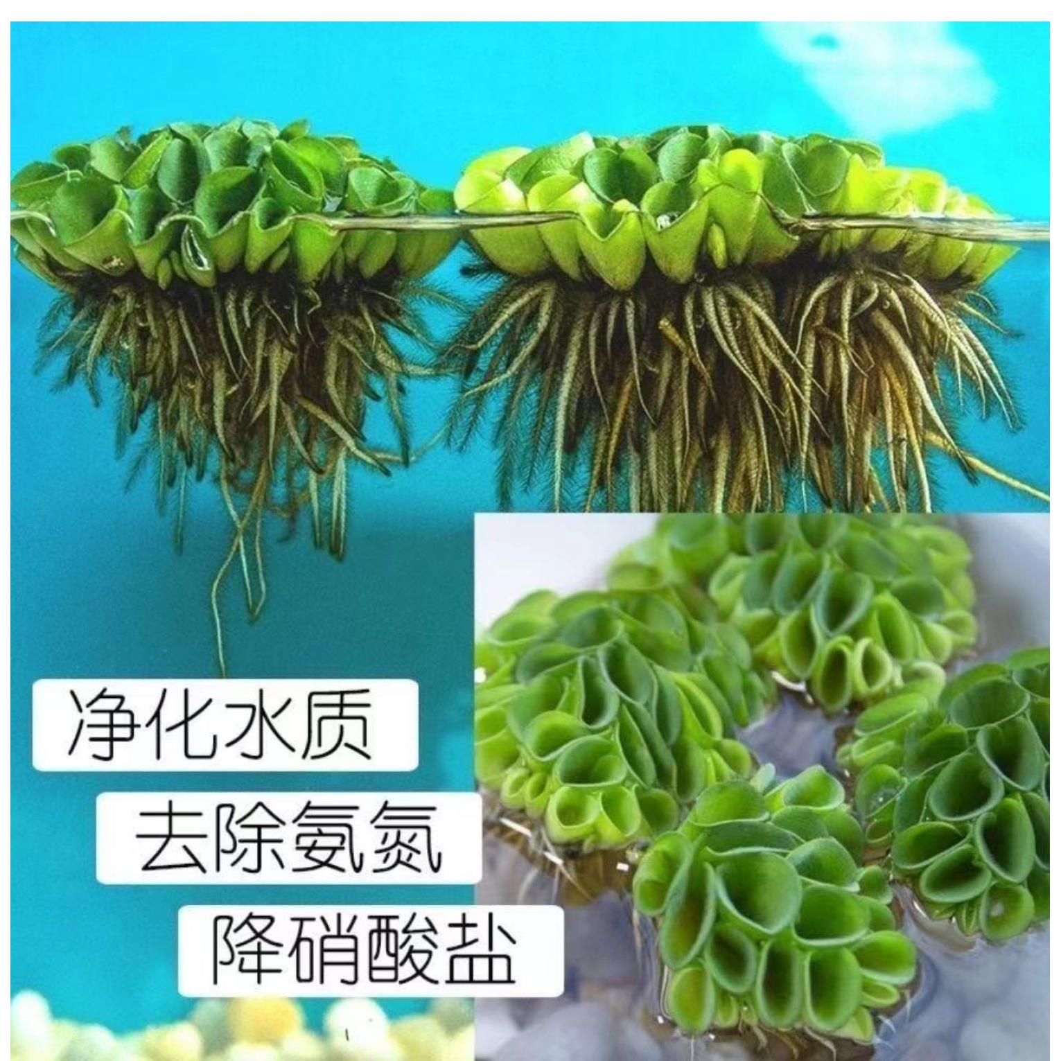 鱼缸造景净化水质肚兜萍金钱兜浮萍水浮莲水草生植物池塘鱼缸造景