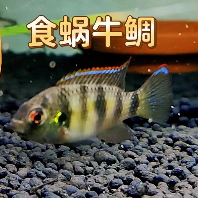 非洲食蜗牛鲷 翡翠钻石鲷 南美短鲷 除杂螺 工具型淡水热带观赏鱼