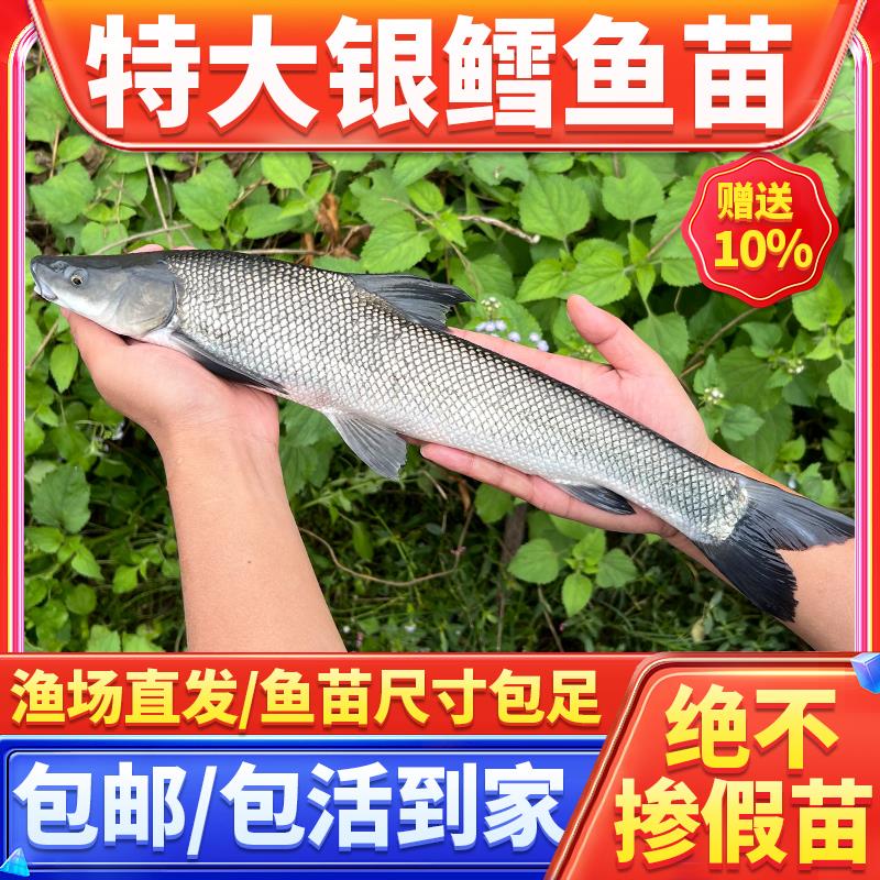 银鳕鱼苗淡水养殖食用大鳞鲃鱼苗鳕鱼苗活鱼苗养殖观赏银雪活鱼苗