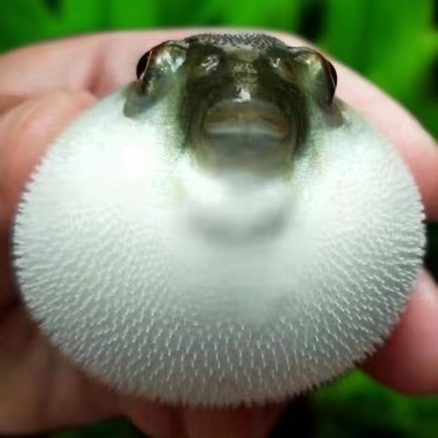 河豚潜水艇巧克力金娃娃气泡鱼淡水能吃螺可爱会生气的观赏鱼活体