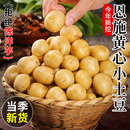 正宗恩施小土豆迷你新鲜2025黄心10斤整箱 高山蔬菜马铃薯洋芋 包邮