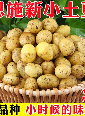 恩施小土豆10斤包邮农家新鲜洋芋迷你黄心士豆湖北马铃薯整箱蔬菜