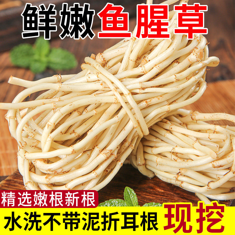 现挖新鲜鱼腥草折耳根嫩芽嫩根