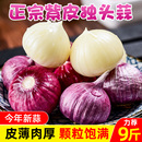 独头蒜紫皮云南2025湿蒜5斤独蒜大蒜头批发新蒜新鲜蒜头干大蒜10