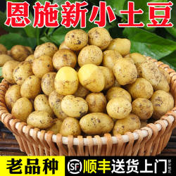 恩施小土豆10斤顺丰包邮农家新鲜洋芋迷你黄心士豆湖北马铃薯蔬菜