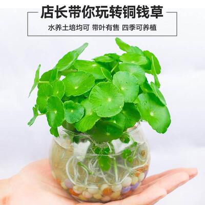 铜钱草芽水培植物办公室桌面盆栽金钱草花卉室内水养绿植保成活