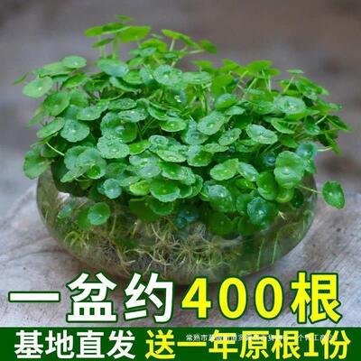 带叶铜钱草水培盆栽植物室内小绿植花卉水养金钱草籽水生四季好养