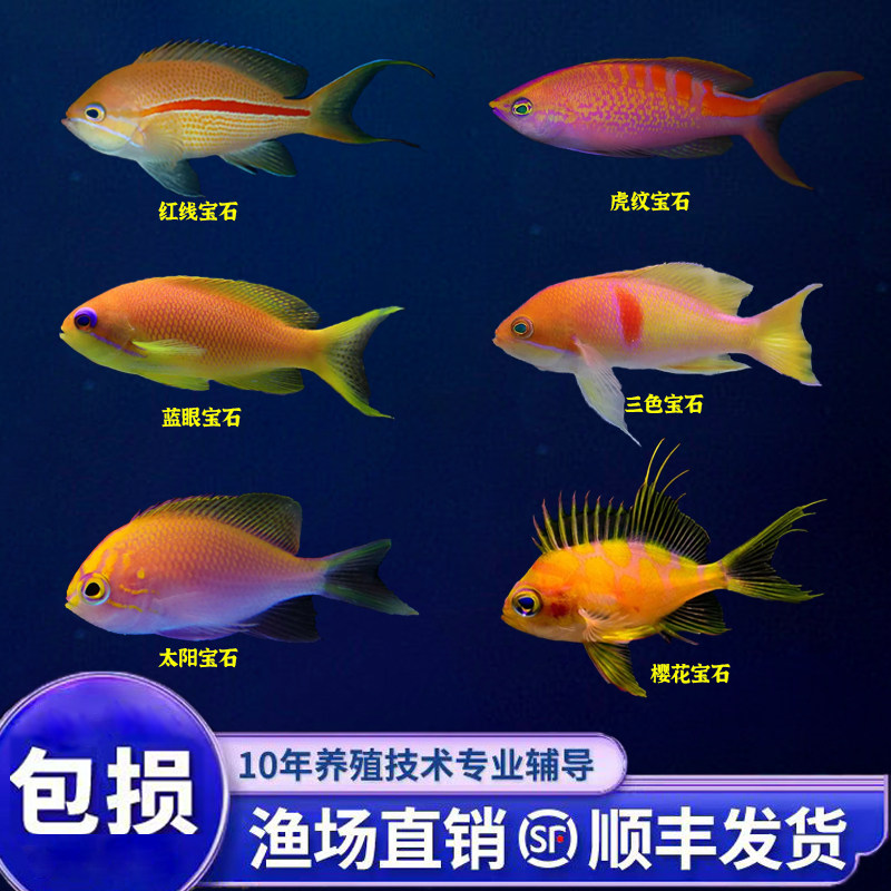 海金鱼紫罗兰蓝眼宝石夏威夷紫印虎纹樱花宝石太阳海水观赏鱼