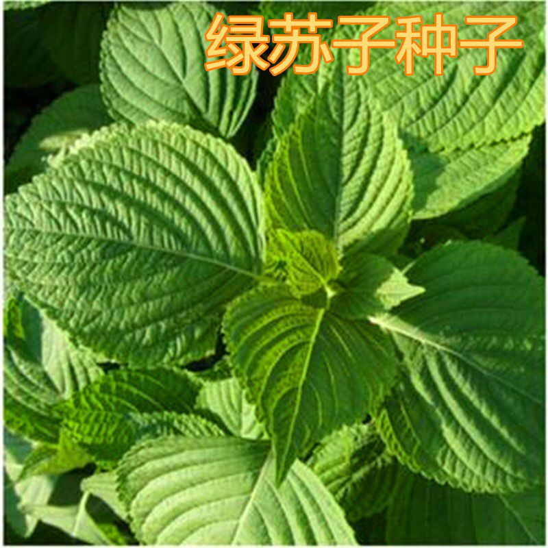 大叶绿苏种子苏子叶种籽子东北可食用春秋四季种植野菜蔬菜种孑高性价比高么？