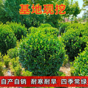 大叶黄杨球树苗球形龟甲冬青球小叶瓜子室外园林庭院绿化植物四季