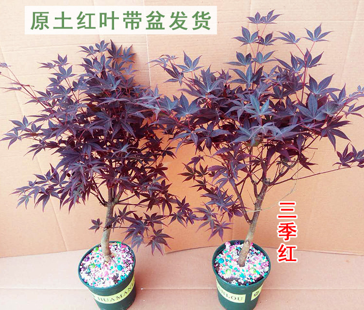 嫁接日本红枫树苗 三季红红枫盆栽盆景 红枫树桩 带叶子原土发货